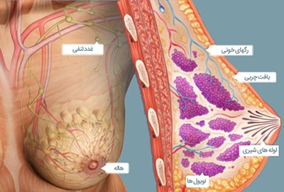 آناتومی سینه خانم ها